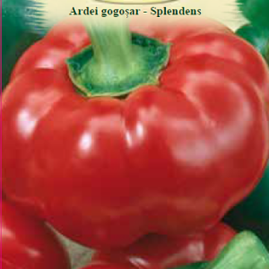 Ardei gogoşar - Splendens