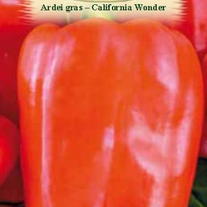 Ardei gras -  California Wonder