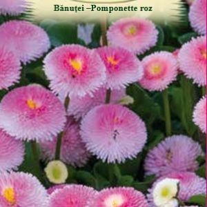 Bănuței - Pomponette roz