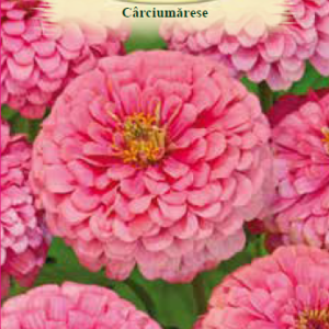 Cârciumărese mari Roz