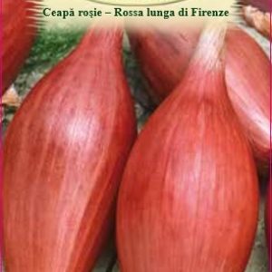 Ceapă roşie - Rossa lunga di Firenze