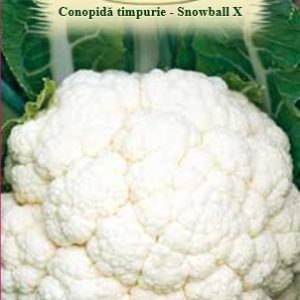 Conopidă timpurie - Snowball X