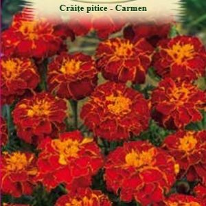 Crăiţe pitice Carmen