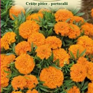 Crăiţe pitice portocalii