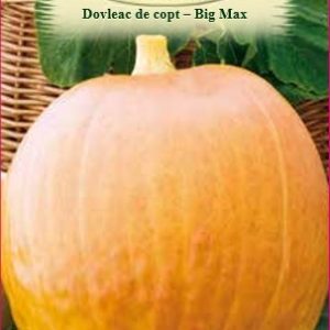 Dovleac de copt - Big Max