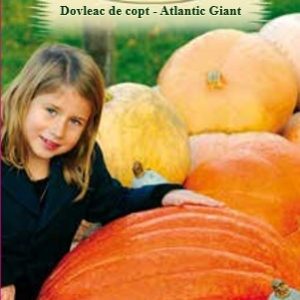 Dovlec de copt-Atlantic Giant