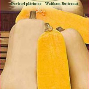 Dovlecel Plăcintar - Waltham Butternut