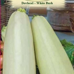 Dovlecel - White Bush