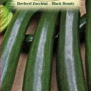 Dovlecel Zucchini - Black Beauty