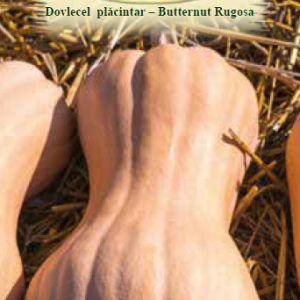 Dovlecel placintar-Butternut Rugosa