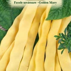 Fasole urcătoare -Golden Mary50 gr