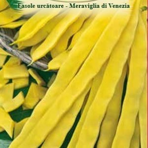Fasole urcătoare - Meraviglia di Venezia 50 gr