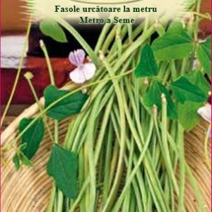 Fasole urcătoare la metru - Metro a Seme