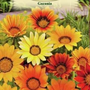Gazania