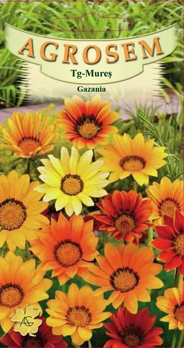 Gazania
