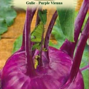 Gulie - Purple Vienna
