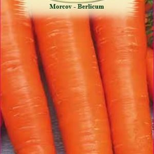 Morcov - Berlicum