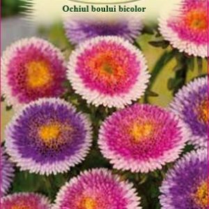 Ochiul boului - bicolor