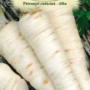 Pătrunjel rădăcină -Alba