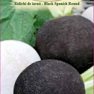 Ridichi de iarnă - Black Spanish Round