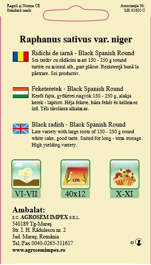 Ridichi de iarnă - Black Spanish Round - imagine 2