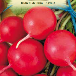 Ridichi de lună-Saxa 3