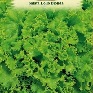 Salată - Lollo Bionda