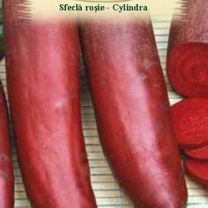 Sfeclă roşie - Cylindra