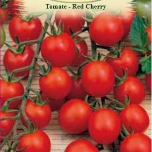 Tomate - Red Cherry