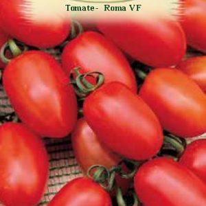 Tomate - Roma VF